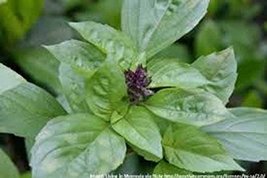 Basil, Cinnamon,Non GMO, 25 Seeds per Pack, has a Spicy, Fragrant Aroma and Flav - £1.56 GBP