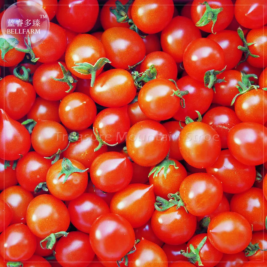 Piccolo Cherry&#39; Tomato Seeds - $11.49