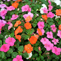 100 seeds Impatiens walleriana Hook Seeds Mixed Busy Lizzy Flowers - $6.99