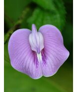Tropical Butterfly Pea Centrosema pubescens 20 Seeds - $196.24 MXN