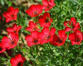 Seeds 250 Scarlet Flax Red Flower Linum Rebrum Annual Garden - £5.81 GBP