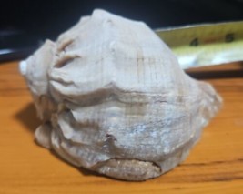 Conch Shell 4 Inches Long - $4.95
