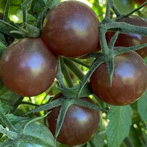 50 Seeds Black Cherry Ball Tomato Heirloom Tomatoes Juicy Vegetable Garden - £3.04 GBP