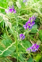 Sale 100 Seeds Cimarron Alfalfa Medicago Sativa Ground Cover Forage Purple Flowe - £7.74 GBP