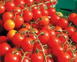 100 Seeds Large Red Cherry Tomato Seeds Heirloom NonGmo Organic Fresh Fa... - $8.99