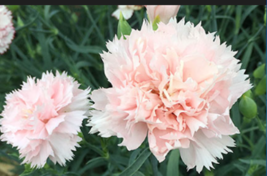 La France Pink Carnation Flower 50 Seeds - £7.07 GBP