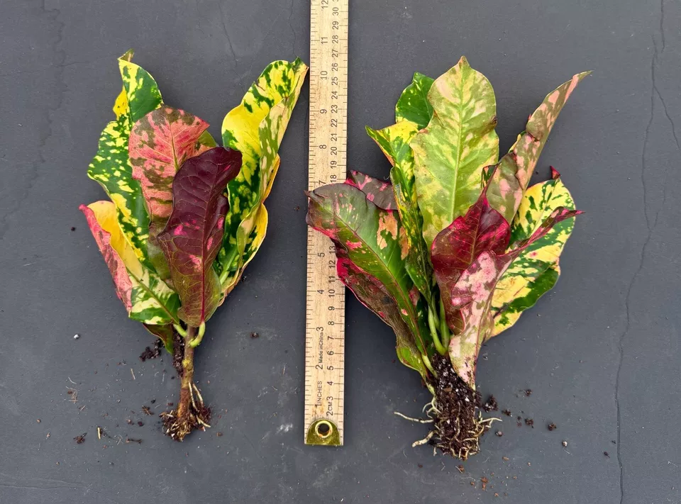 1 Live Starter Plant MAGNIFICENT Croton Codiaeum Variegatum Flower for G... - €36,08 EUR