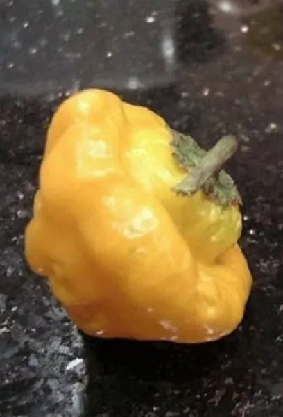 40 Yellow Jamaican Hot Pepper Capsicum Annuum Scotch Bonnet Vegetable Fresh Seed - £14.38 GBP