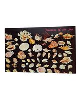 Postcard Treasure Of The Sea Seashells Sand Dollar Coral Chrome Unposted - €7,95 EUR