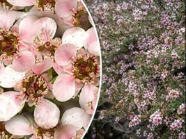 Manuka Tea Tree 100 Seeds  Medicinal Honey &amp; Tea Shrub Pink Flowers 6 - £5.17 GBP