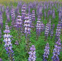 Arroyo Lupine Purple Wildflower Hummingbirds &amp; Pollinators Non-Gmo 100 Seeds - £7.73 GBP