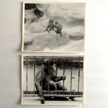 c1970 Original Monkeys Steven Willhite Black White Photographs Set of 2 - £19.06 GBP