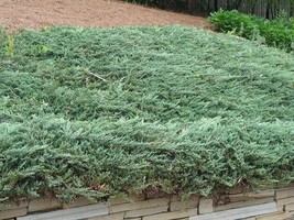 1 Blue Rug Spreading Juniper Starter Plant 5M 1 Live Plant Fast Shipping - $27.03
