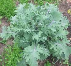 200 Seeds Russian Red Kale Organic Crop Of Winterhardy Zone 3 11 Fresh Garden - £11.15 GBP