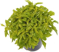 Alternanthera Yellow Biblicals Joseph&#39;s Coat Easy Grow House Live Plant 2.5in Po - £24.84 GBP