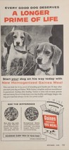 1956 Print Ad Gaines Meal Dog Food 2 Beagles Ready for the Hunt - $17.65