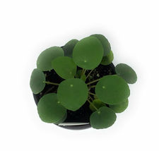 Chinese Money Plant UFO Plant Pilea peperomioides 4&quot; Pot - houseplant - £40.91 GBP