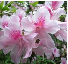 Azalea Seed potted Seeds flower Seeds variety complete - £4.75 GBP