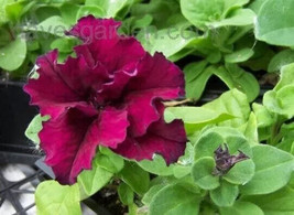 Burgandy Grandiflora Petunia Flower 40 Seeds / Annual - $12.38