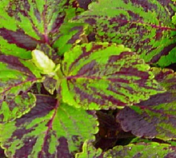 Coleus Seeds Jazz Marble 50 Coleus Seeds Plant Seeds Garden Starts Nursery - $13.38