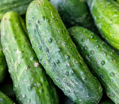 Fresh Spacemaster Bush Cucumber Seeds 50+ Vegetable Pickling - $7.20