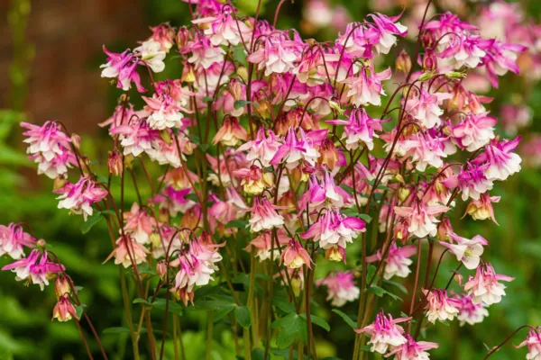 Top Seller 50 Rose Star Columbine Aquilegia Caerulea Bicolor Rose Pink &amp;... - $14.60