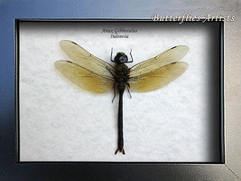 Giant Darning Needle Real Dragonfly Anax Gibbosulus Entomology Collectib... - $52.99