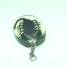 SCORPION SPECIMEN FOSSIL keychain encased key chain insect pincer stinge... - $14.80