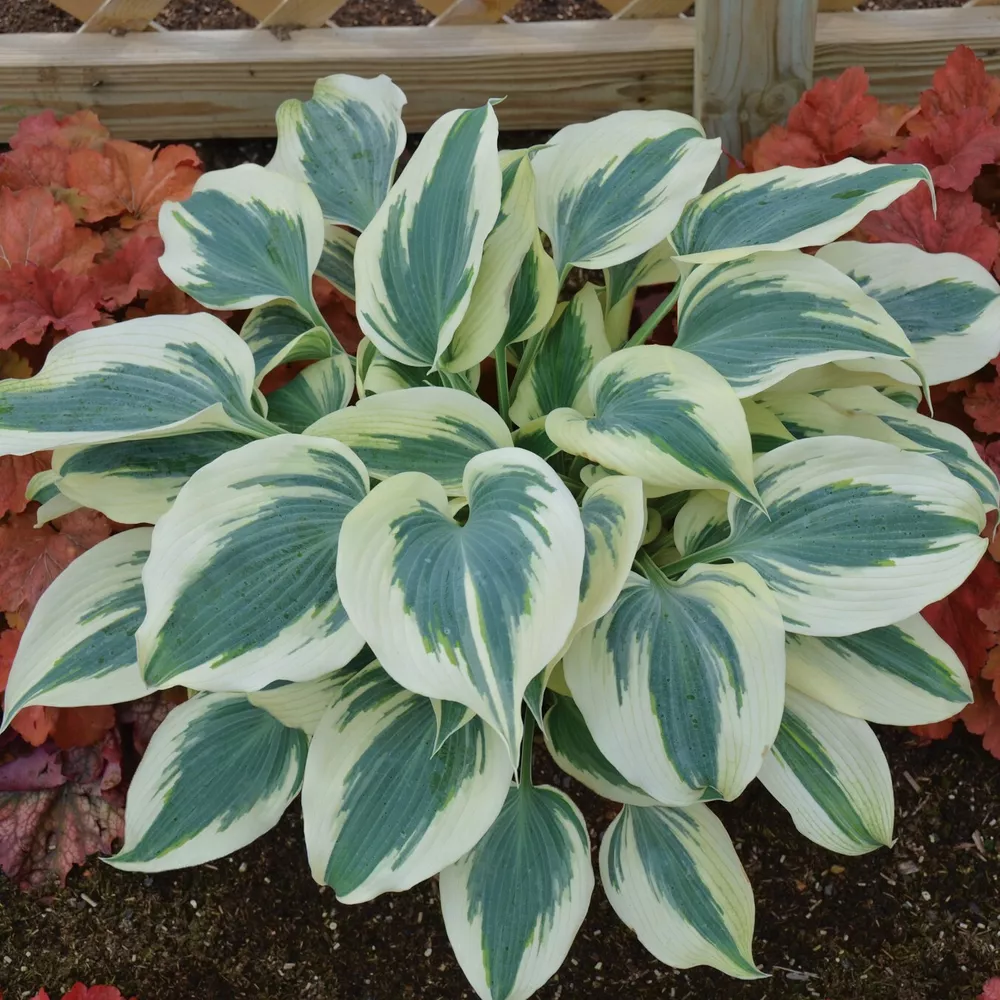Hosta Blue Ivory 5.25 Inch Pot Well Rooted Plant Flowers - $35.20
