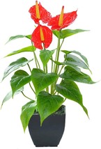 Artificial Flower Calla Lily Faux Small Potted Plant With Black, Red Fake Flower - £30.84 GBP