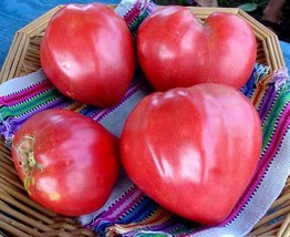 Oxheart Tomato Seeds, Giant Tomato, Huge, NON-GMO, Variety Sizes, Free Shipping - £1.32 GBP+