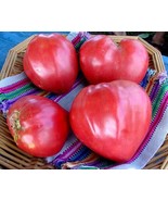 Oxheart Tomato Seeds, Giant Tomato, Huge, NON-GMO, Variety Sizes, FREE S... - $2.68 CAD+