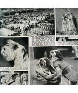1951 Olympia Dog Show Sealyham Terrier Afghan UK Sphere Magazine Print D... - $29.99