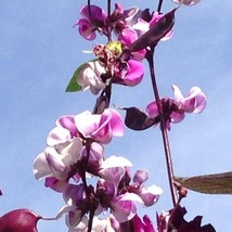 New Fresh Seeds 10 Ruby Moon Hyacinth Bean Lablab Purpureus Blue Purple White Fl - $15.90