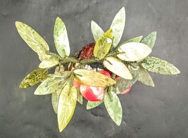 Item image 13