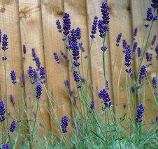 Lavender Seeds Blue Hidcote Blue Lavender Seeds Perennial Herb 50Ct Fresh Garden - $6.75