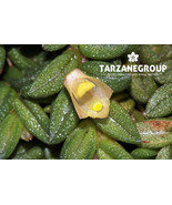 DENDROBIUM / DOCKRILLIA TORESSAE MINI MINIATURE ORCHID MOUNTED - $43.00