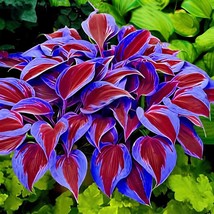 300 Seeds Beautiful Hosta Bonsai Perennials Lily Flower Shade Hosta Flow... - $10.67