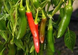 Fresh Garden Serrano Pepper Seeds | Hot | Heirloom | Organic | Spicy - £7.43 GBP