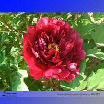 Dark Red Middle Peony Tree Flower 5 Seeds Strong Fragrant Flower Fresh Seeds for - £9.01 GBP