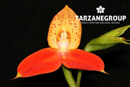 DISA AURATKEW CROSS SMALL TERRESTRIAL ORCHID POTTED - $53.00