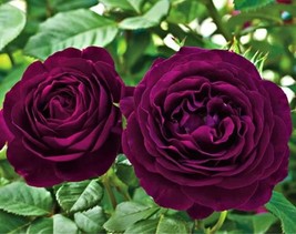 50 Purple Rose Bush Flower Seeds for Garden - £9.58 GBP