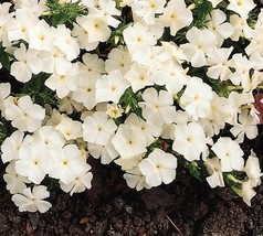 100 Seeds Phlox White Drummondii Compacta - £10.07 GBP