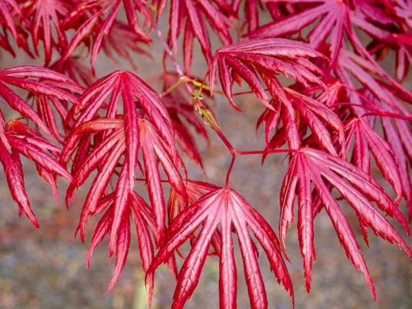 Ornatum Japanese Maple 15 Seeds Acer Palmatum &#39;Dissectum Ornatum&#39; Fresh Garden - £12.34 GBP