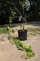 Red Flame Seedless Grape 2 Gallon Plant Vineyard Vines Home Garden Easy ... - £34.45 GBP