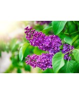 VC Purple Lilac Seeds For Planting 50 Seeds Stunning Purple Flower Great... - $19.01 CAD