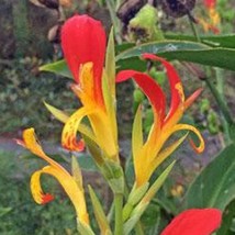 Canna Speciosa Wild Canna Lily Red And Yellow Canna 10 Seeds Seeds Fresh Fast Sh - $19.20