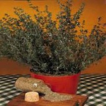 English Thyme Seeds (25+ Seeds)(More Heirloom, Organic, Non GMO, Vegetable, Frui - $4.75