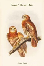 Ninox Forbesi - Forbes&#39; Hawk-Owl by John Gould - Art Print - £17.25 GBP+