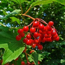 Cramp Bark Seeds Viburnum Opulus 20 Seeds Gardening USA SELLER - £13.48 GBP